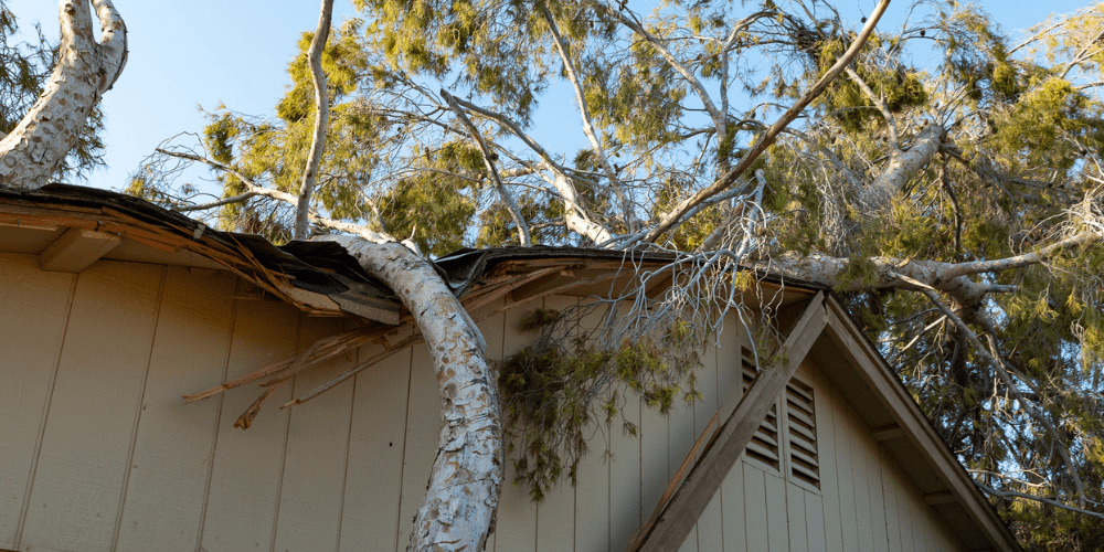 Tree Damage From Tree Falling in Monsoon in Phoenix