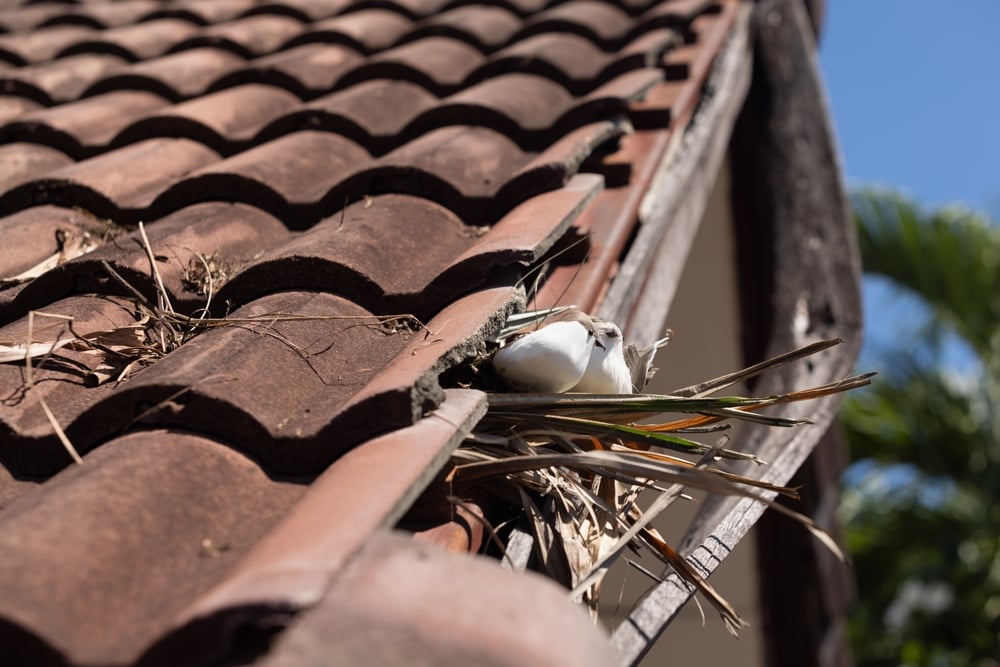 Animals and Pests Can Destroy Your Roof
